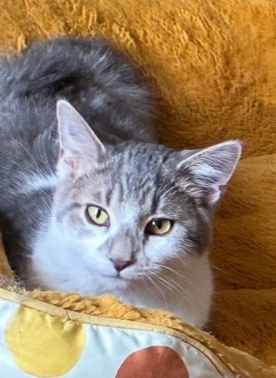 HAYWARD - Domestic Short Hair available for adoption