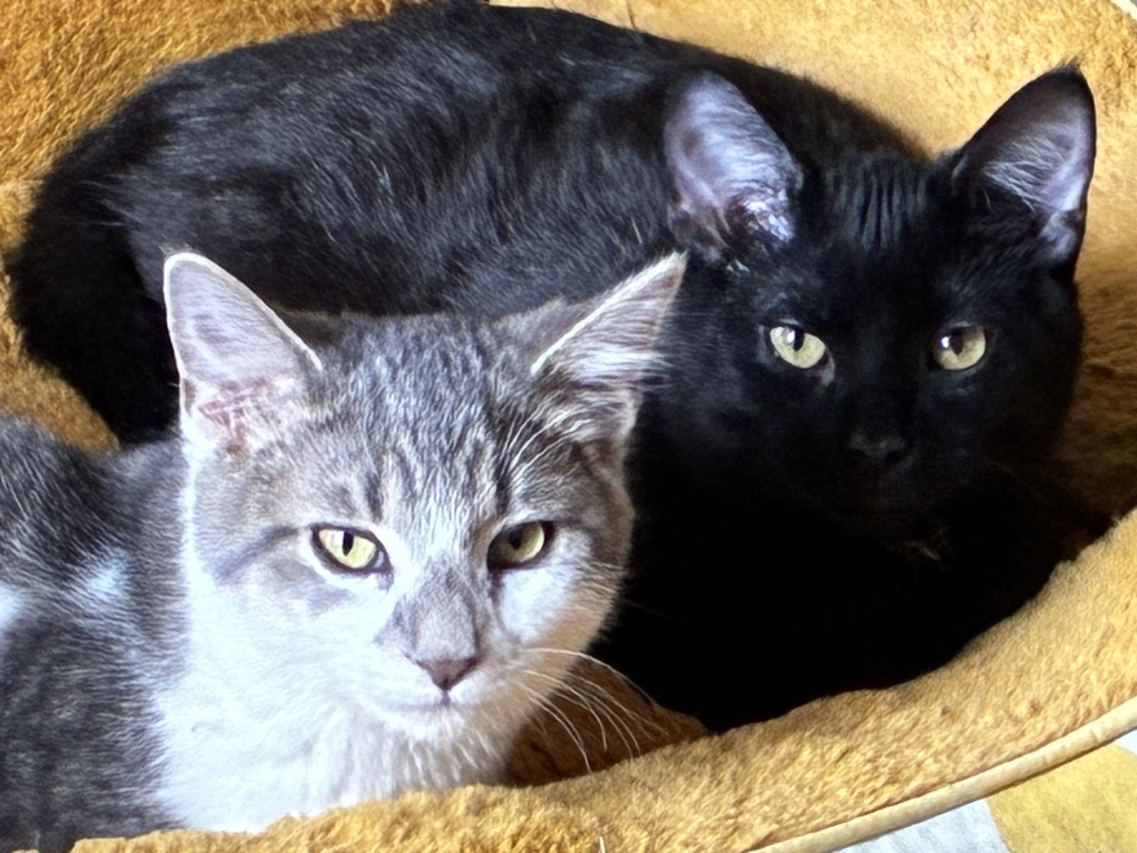 HAYWARD - Domestic Short Hair available for adoption