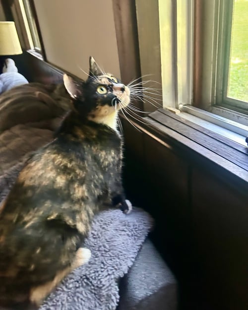 MARLOWE - Domestic Short Hair / Calico available for adoption