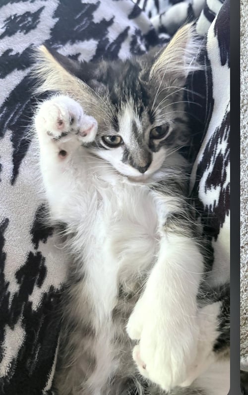 KENOBI - Extra-Toes Cat (Hemingway Polydactyl) / Domestic Medium Hair available for adoption