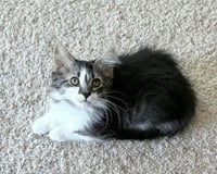 Kenobi - Photo 3