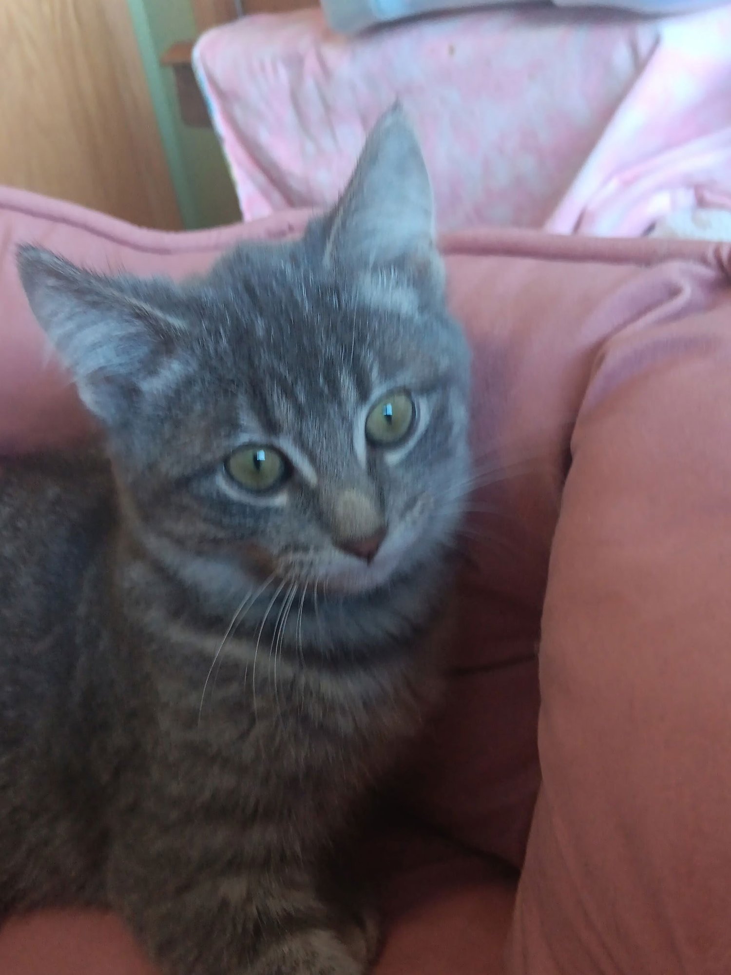 JACE - Domestic Short Hair available for adoption