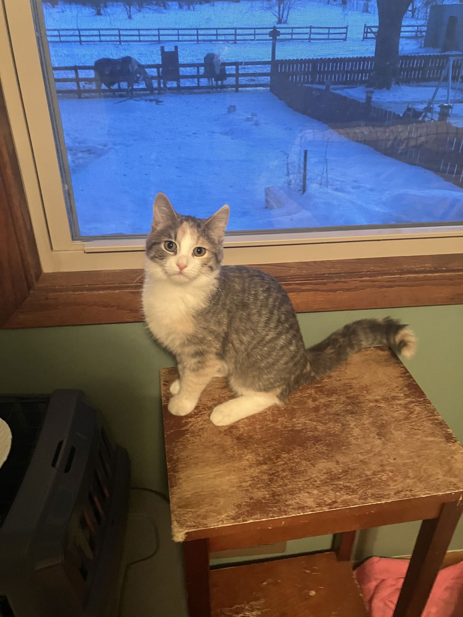 LORANA - Domestic Short Hair available for adoption