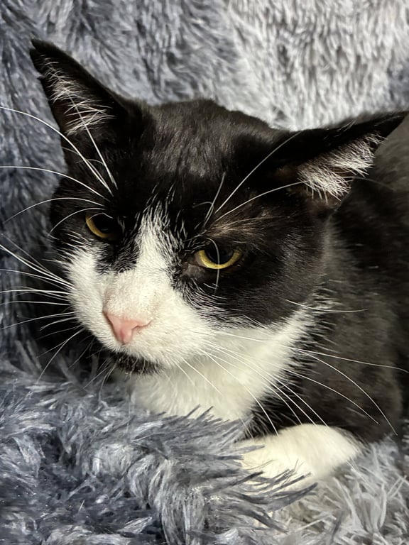 Sylvester Image