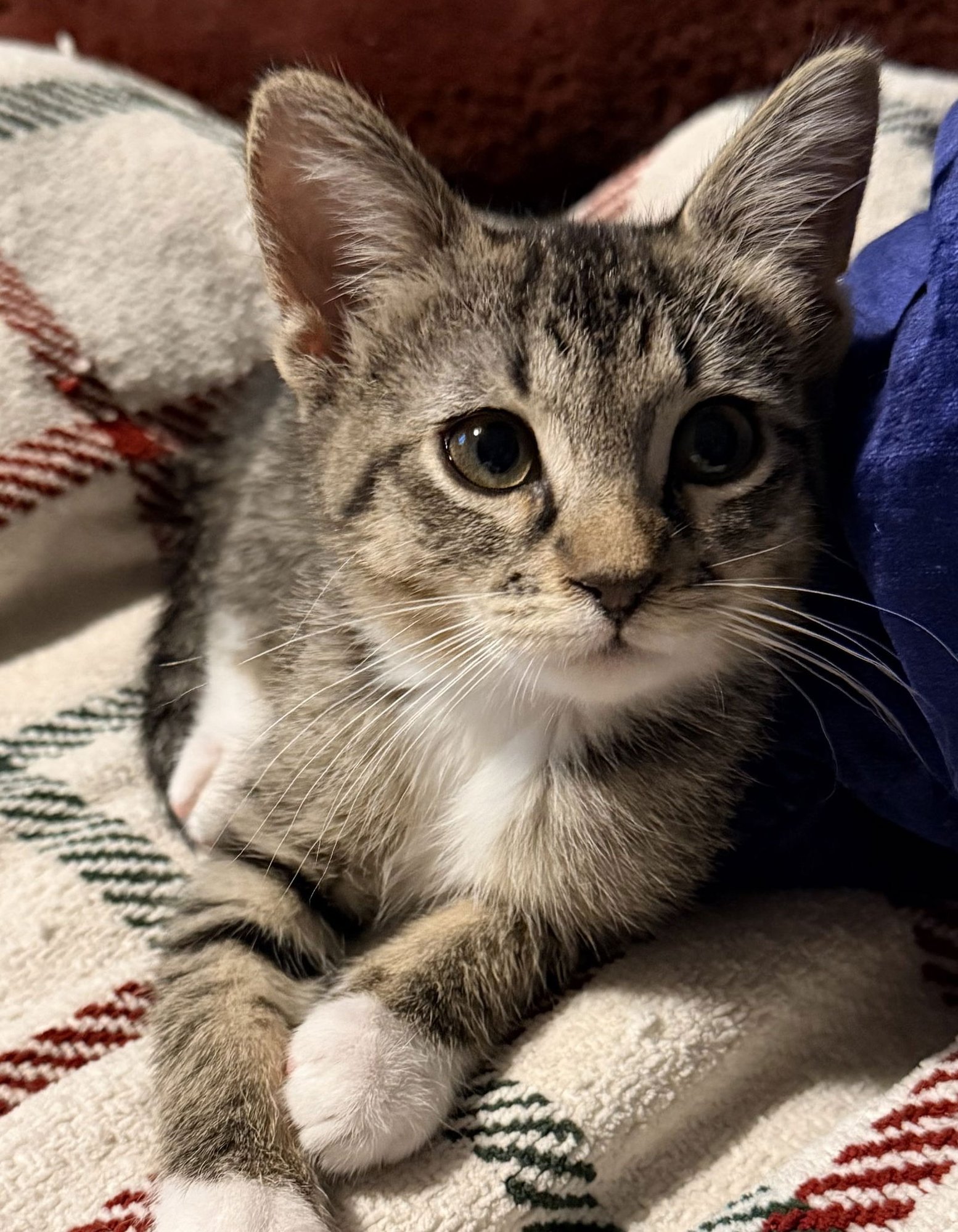 BUTTER - Domestic Short Hair available for adoption