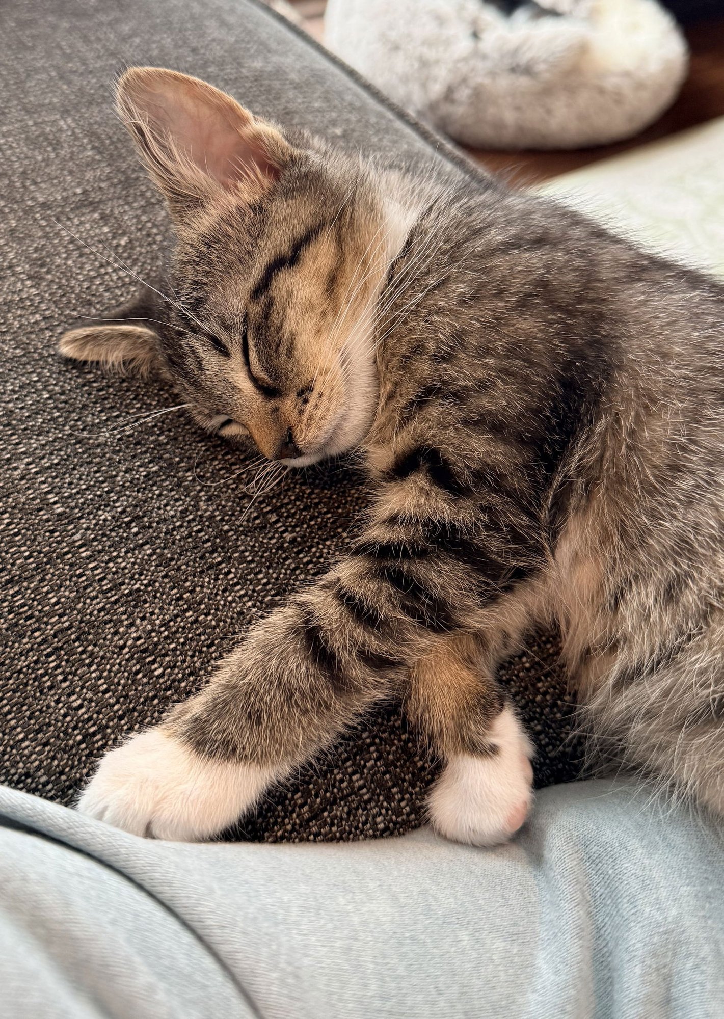 BUTTER - Domestic Short Hair available for adoption