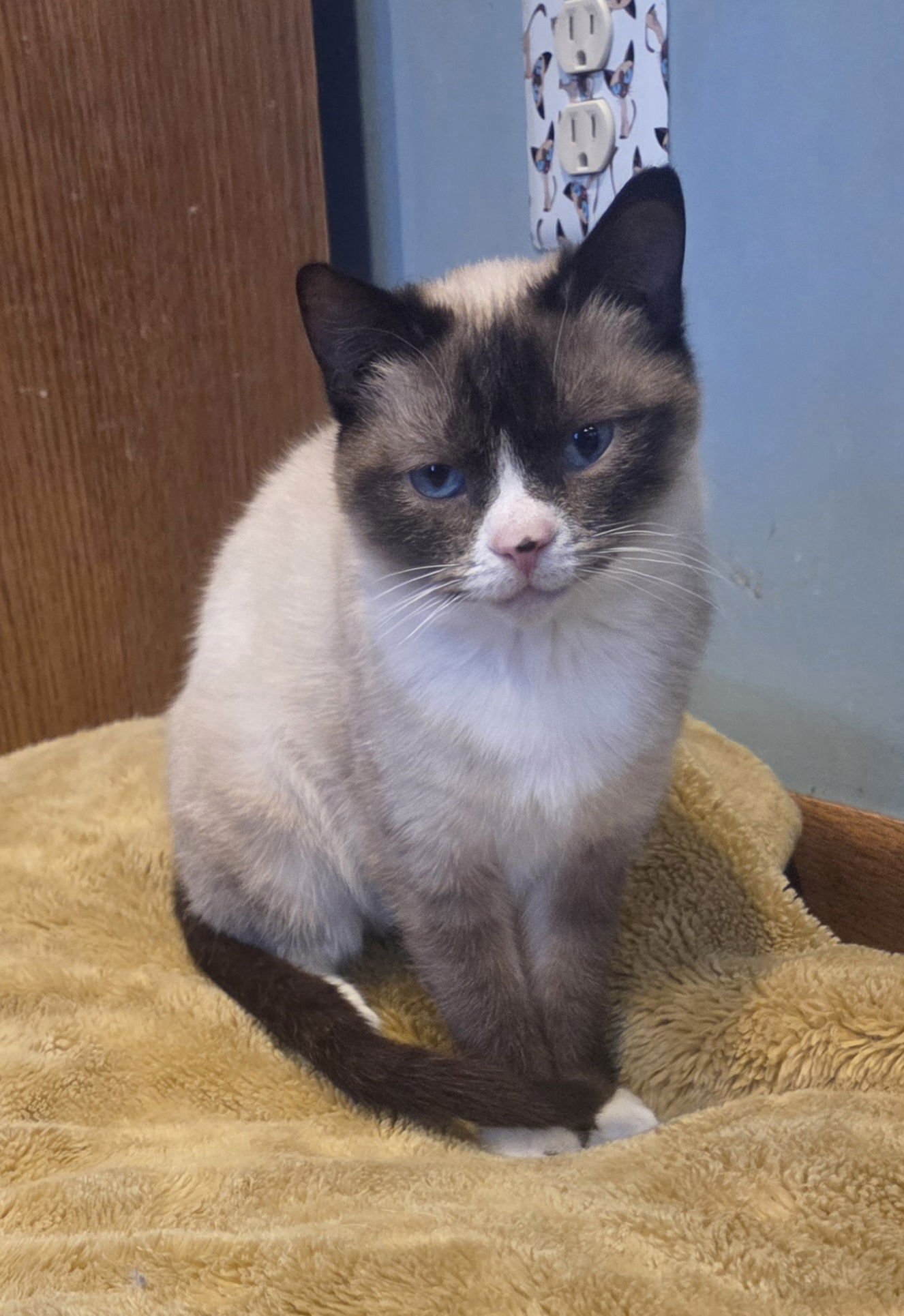 BELLA BLUE - Domestic Short Hair / Snowshoe available for adoption