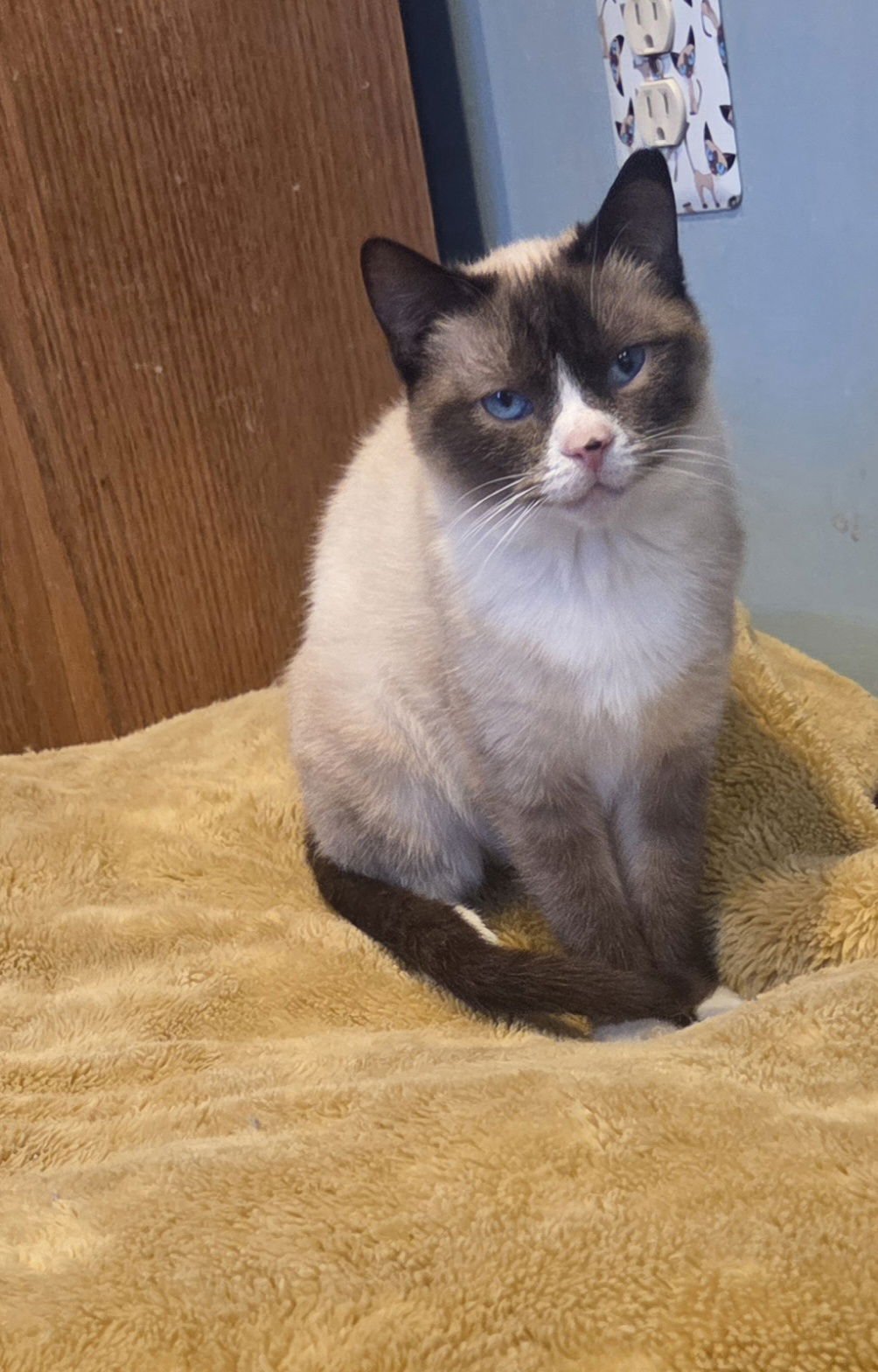 BELLA BLUE - Domestic Short Hair / Snowshoe available for adoption