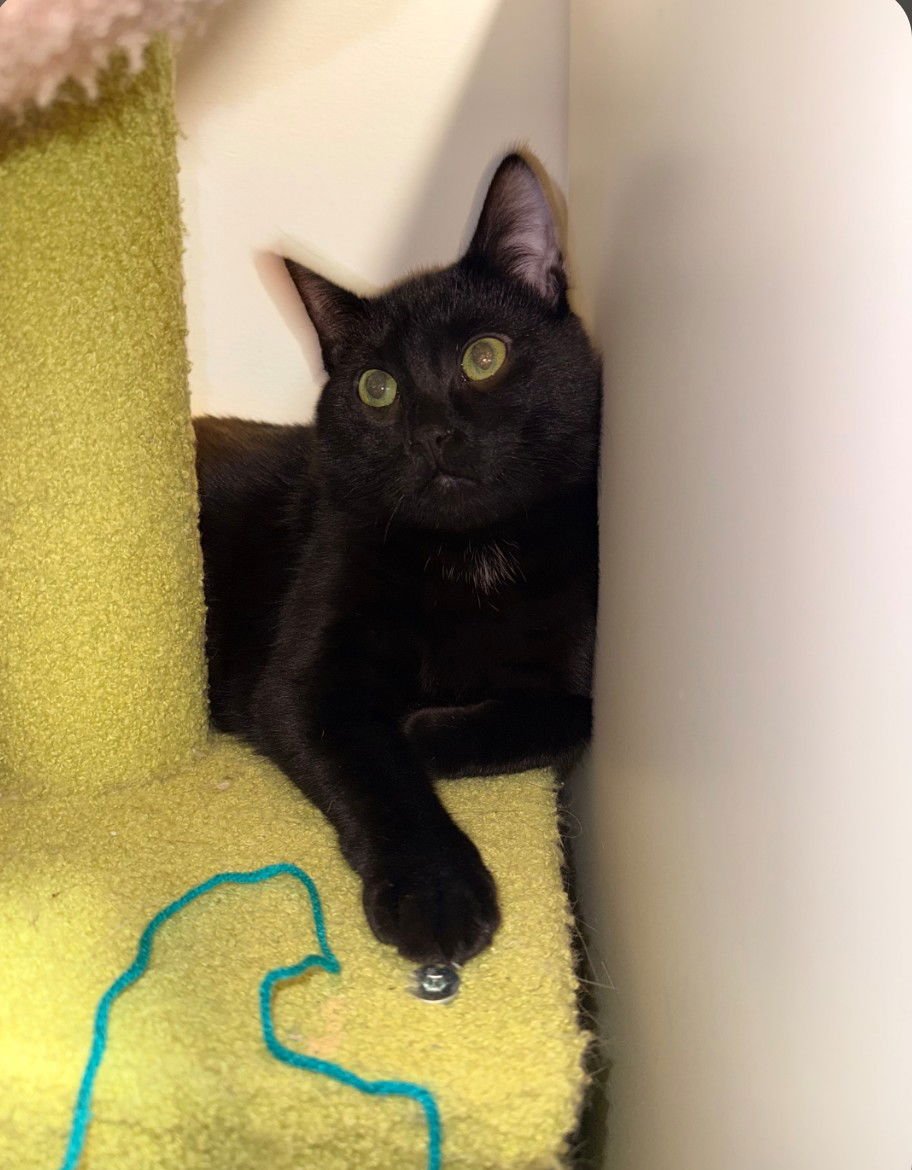 BANDIDO - Domestic Short Hair available for adoption