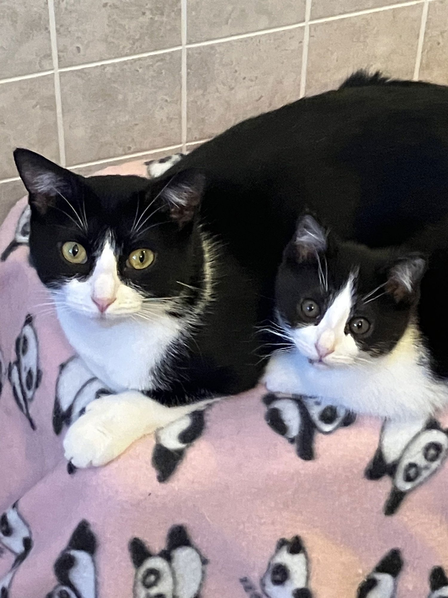 PIPER - Domestic Short Hair available for adoption