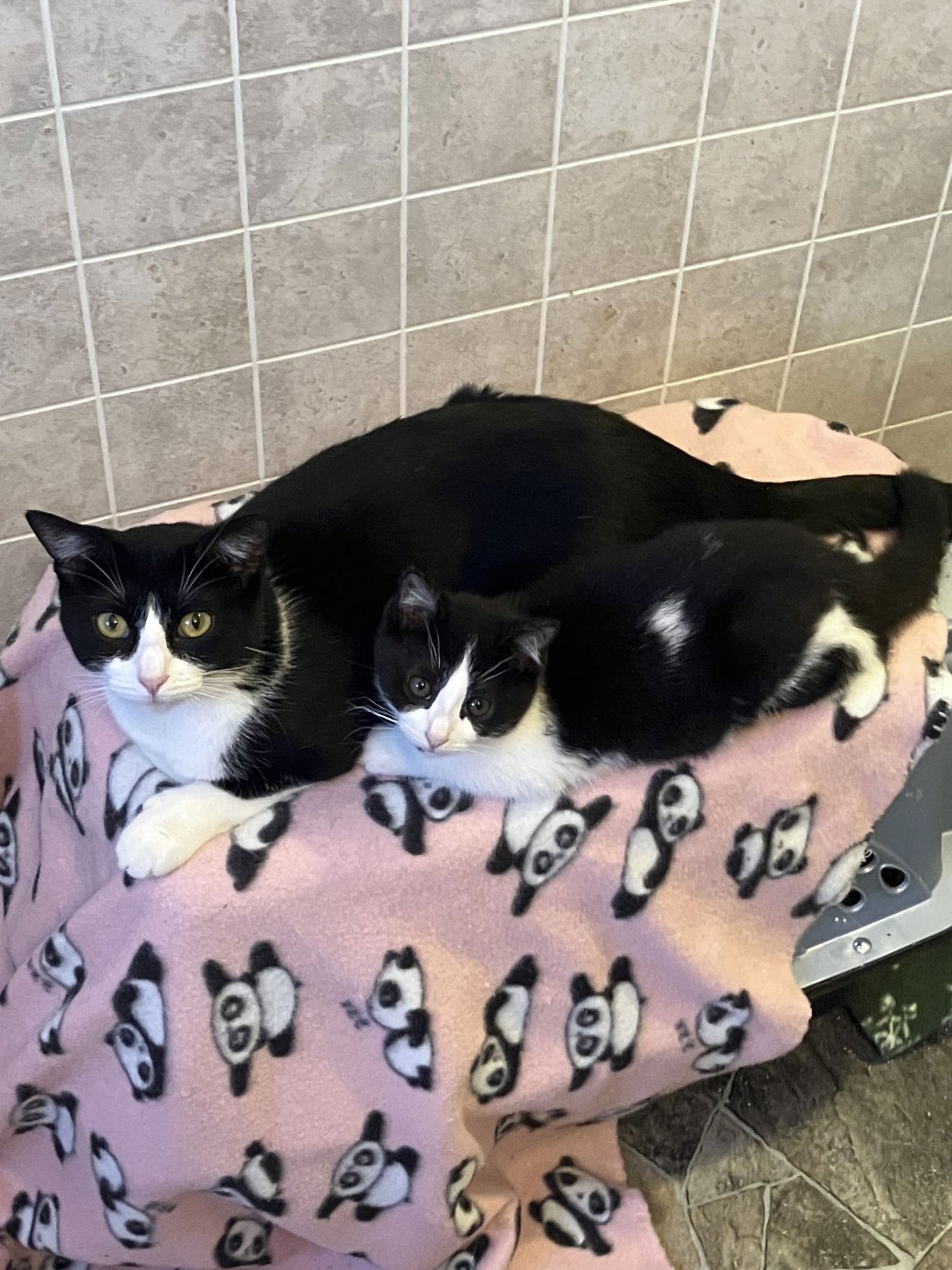 PIPER - Domestic Short Hair available for adoption