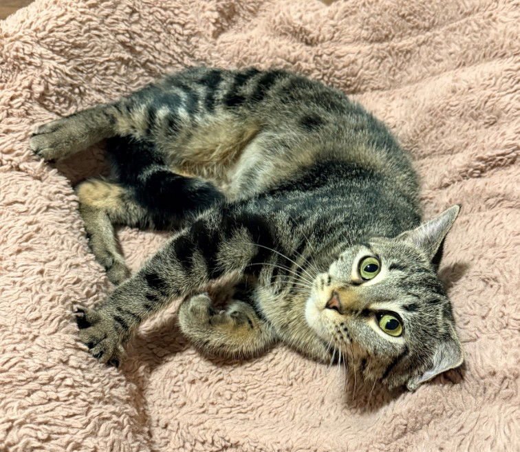 BRUNA - Domestic Short Hair / Tabby for adoption in St. Paul