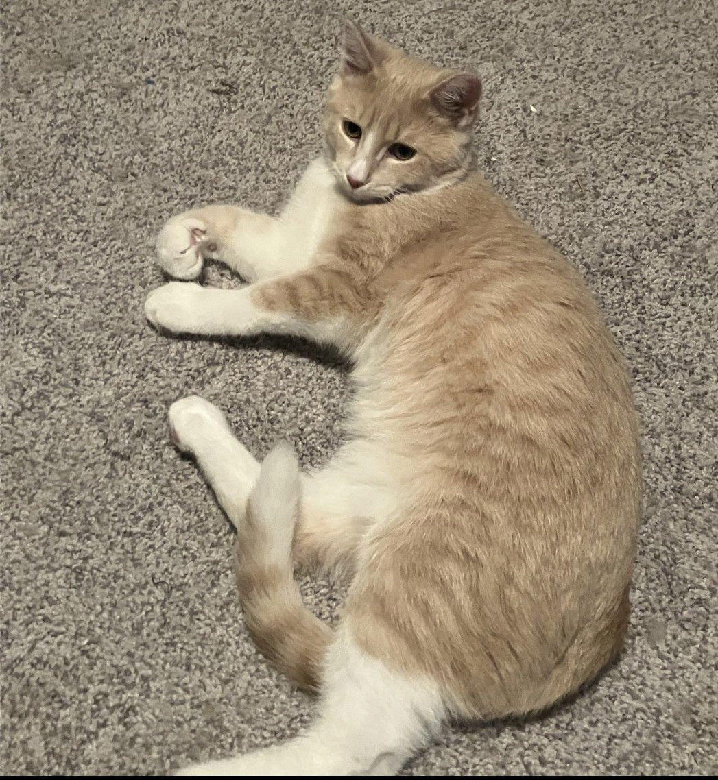 BARNABY - Domestic Short Hair available for adoption