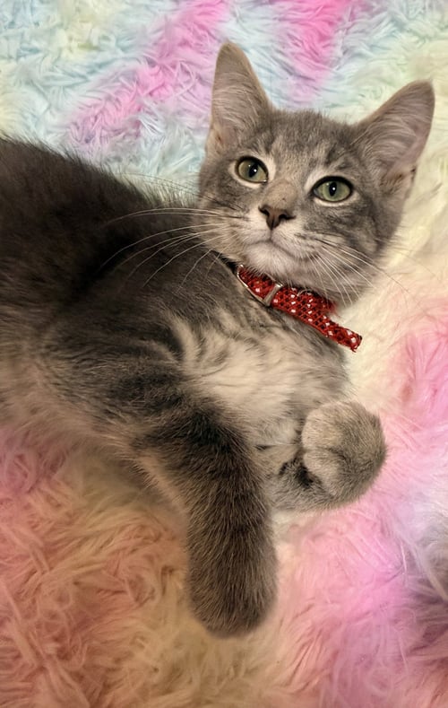 CONCRETE - Domestic Short Hair available for adoption