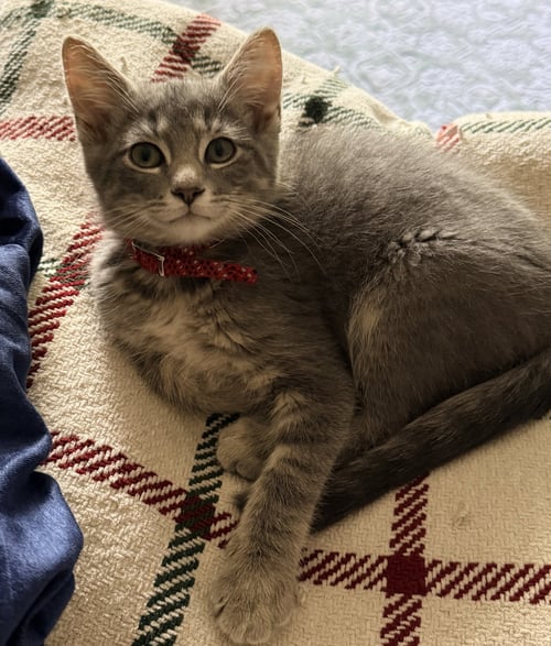 CONCRETE - Domestic Short Hair available for adoption