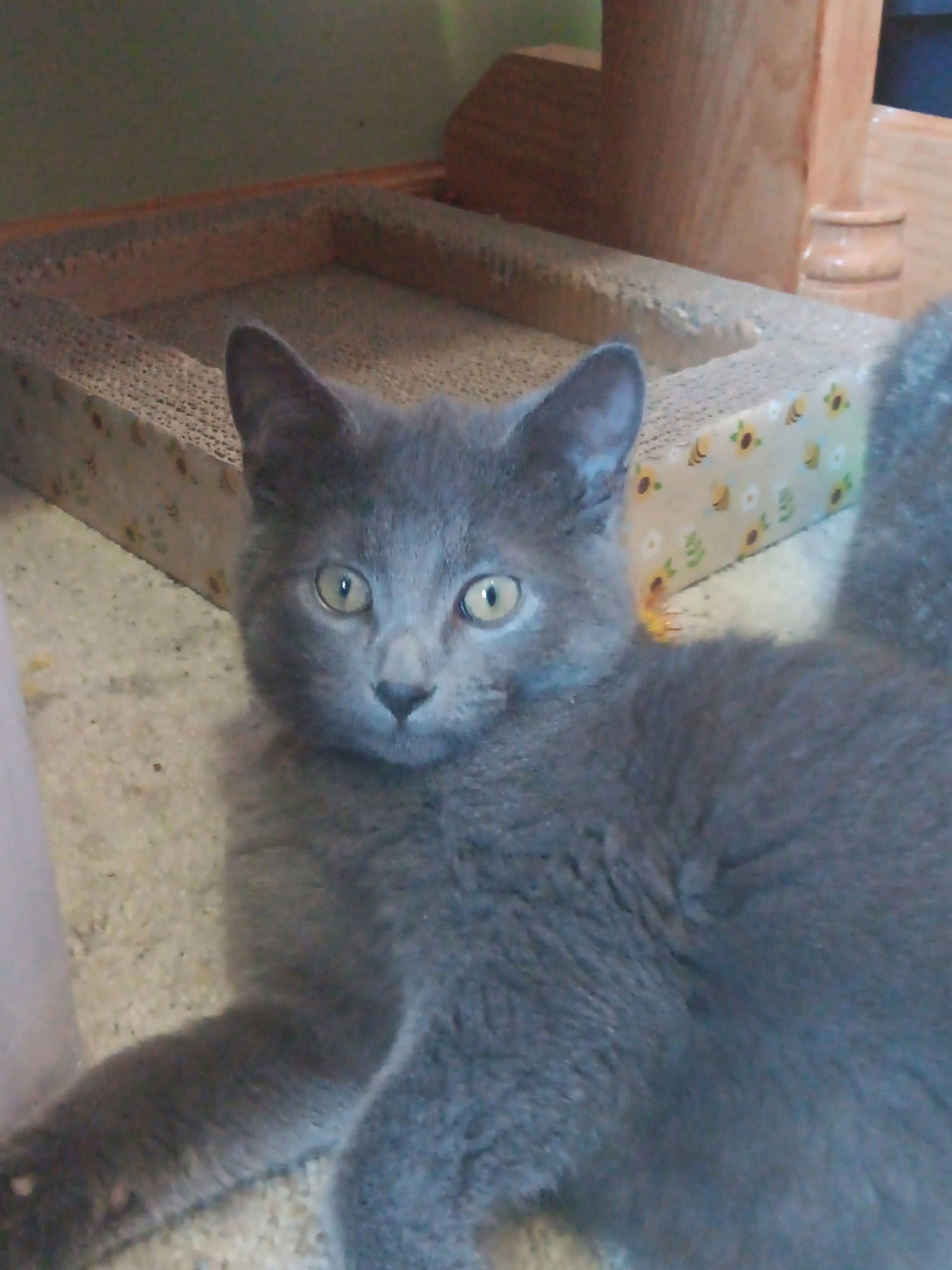 STORM - Domestic Short Hair available for adoption