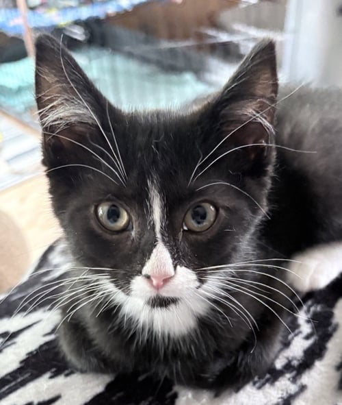 SKYWALKER - Extra-Toes Cat (Hemingway Polydactyl) / Domestic Short Hair available for adoption