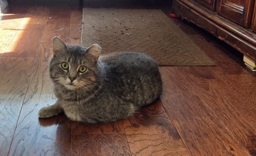 ACE - Domestic Short Hair / Tabby available for adoption