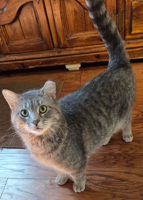 ACE - Domestic Short Hair / Tabby available for adoption