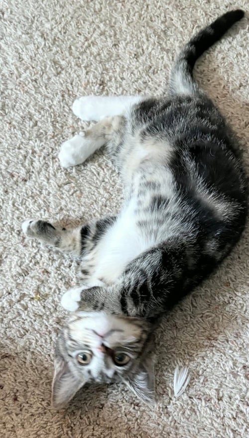 AHSOKA - Extra-Toes Cat (Hemingway Polydactyl) / Domestic Short Hair available for adoption