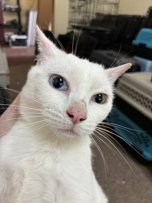PRISM - Domestic Short Hair available for adoption