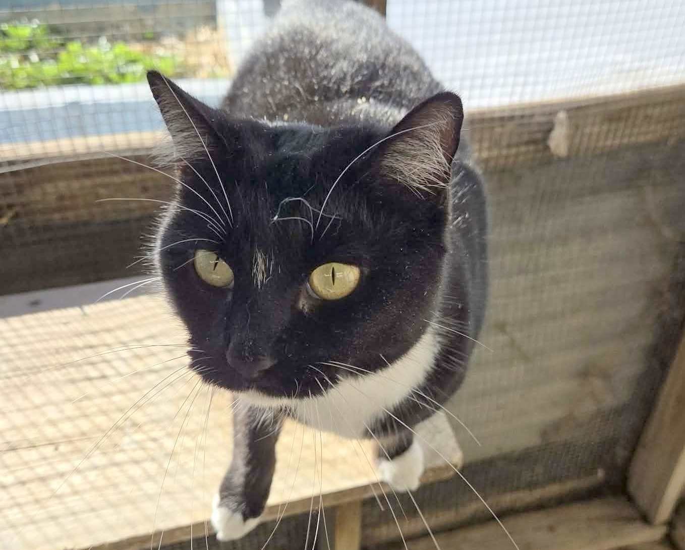 MUFFIN - Domestic Medium Hair available for adoption