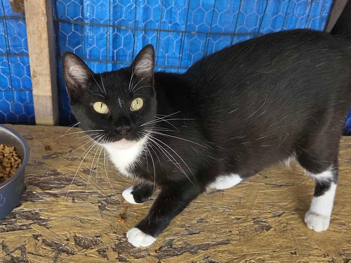 MUFFIN - Domestic Medium Hair available for adoption