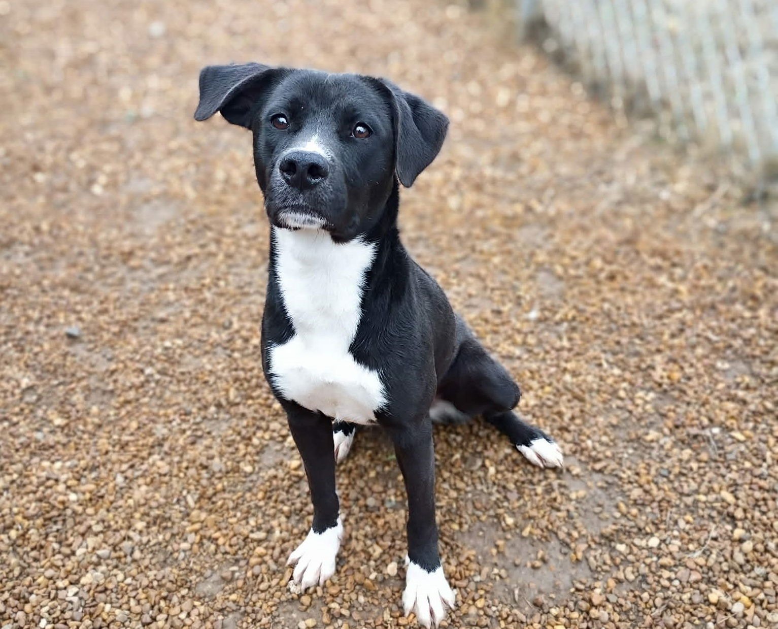 CAROL - Black Labrador Retriever available for adoption