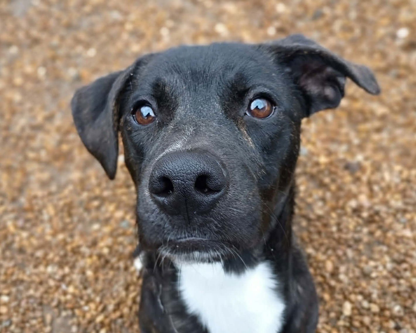 CLARK - Black Labrador Retriever available for adoption
