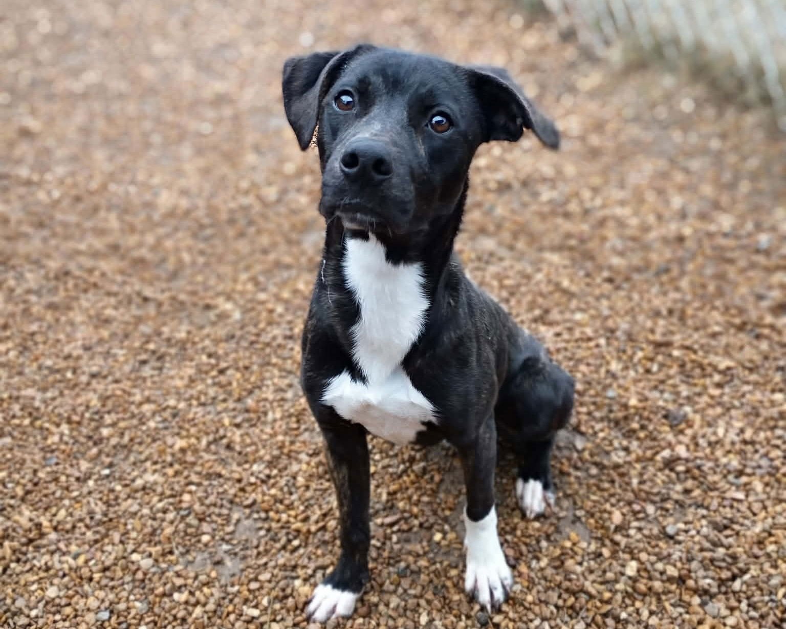 CLARK - Black Labrador Retriever available for adoption