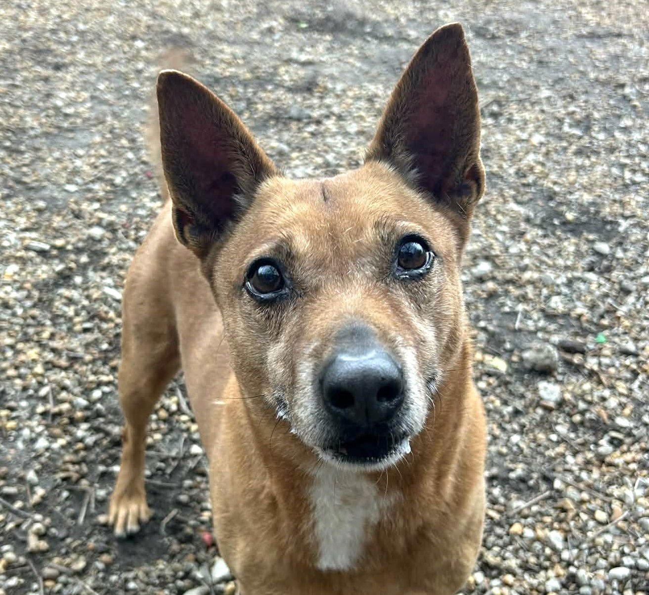HARVEY - Corgi / Rat Terrier available for adoption
