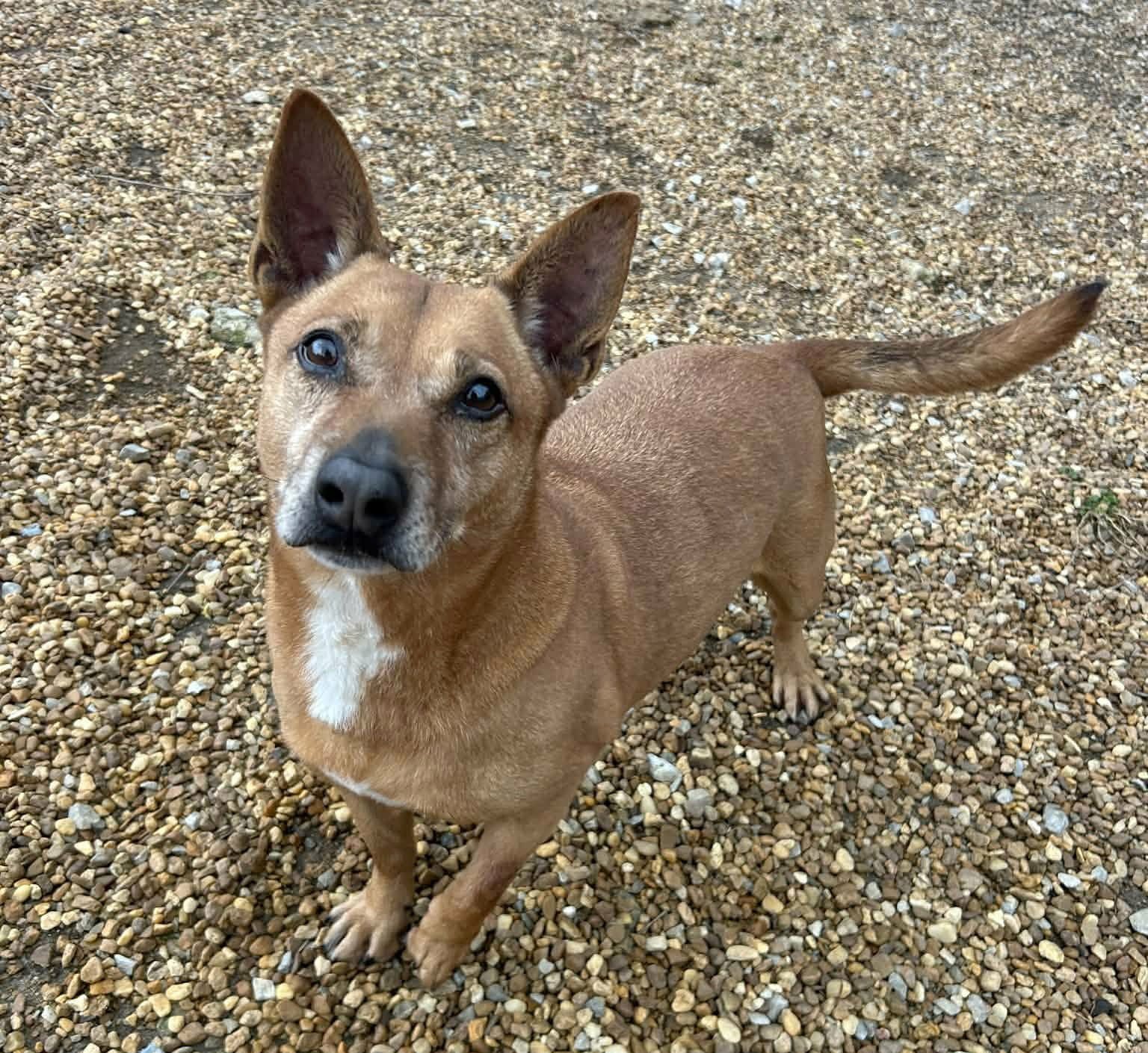 HARVEY - Corgi / Rat Terrier available for adoption