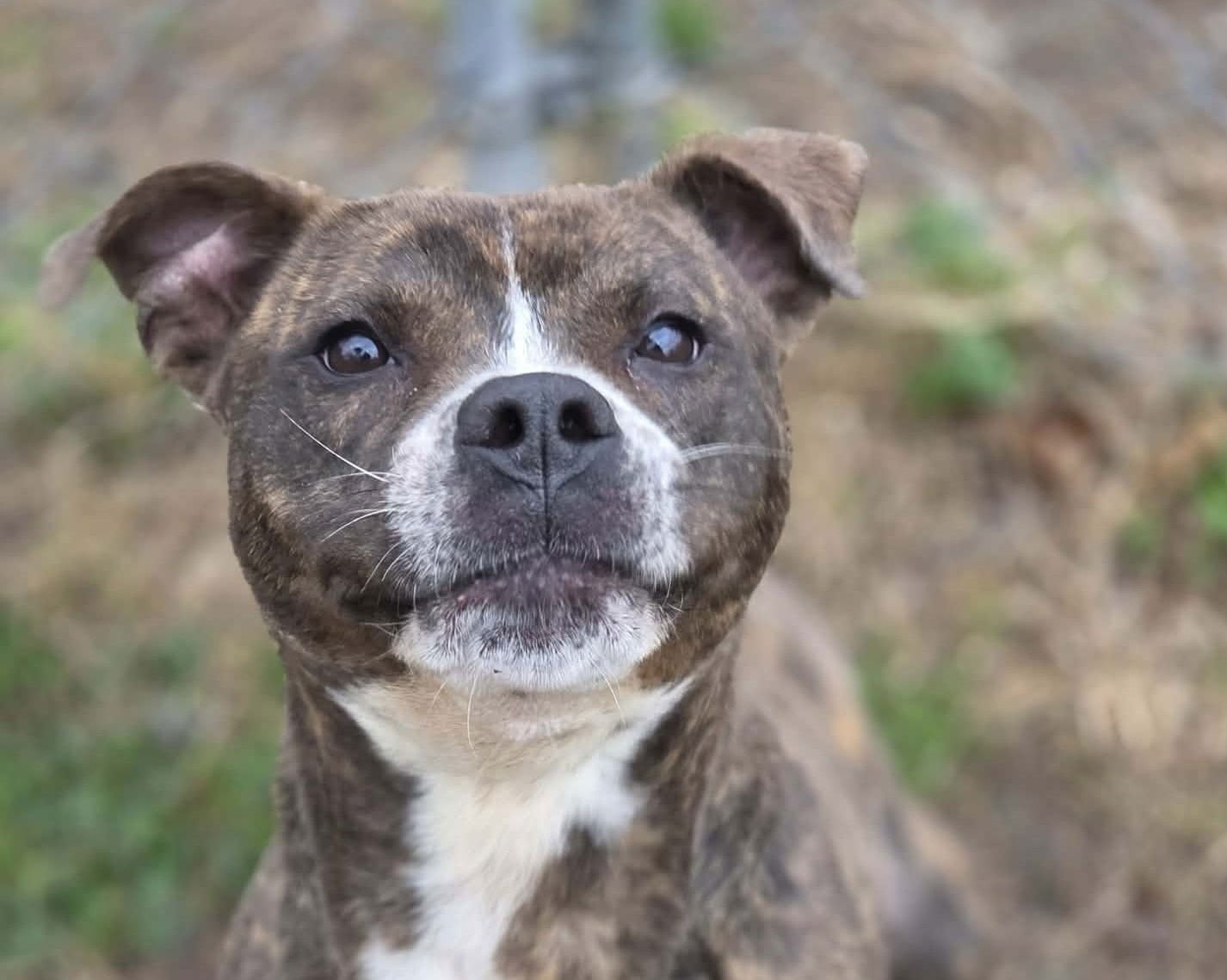 MINNIE - Staffordshire Bull Terrier available for adoption