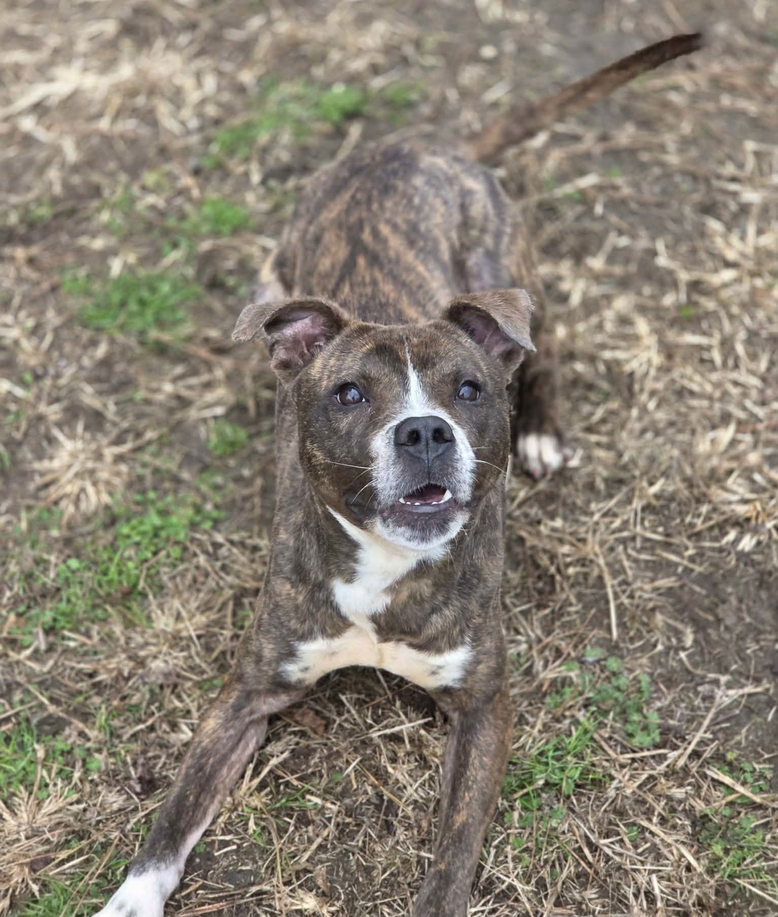 MINNIE - Staffordshire Bull Terrier available for adoption