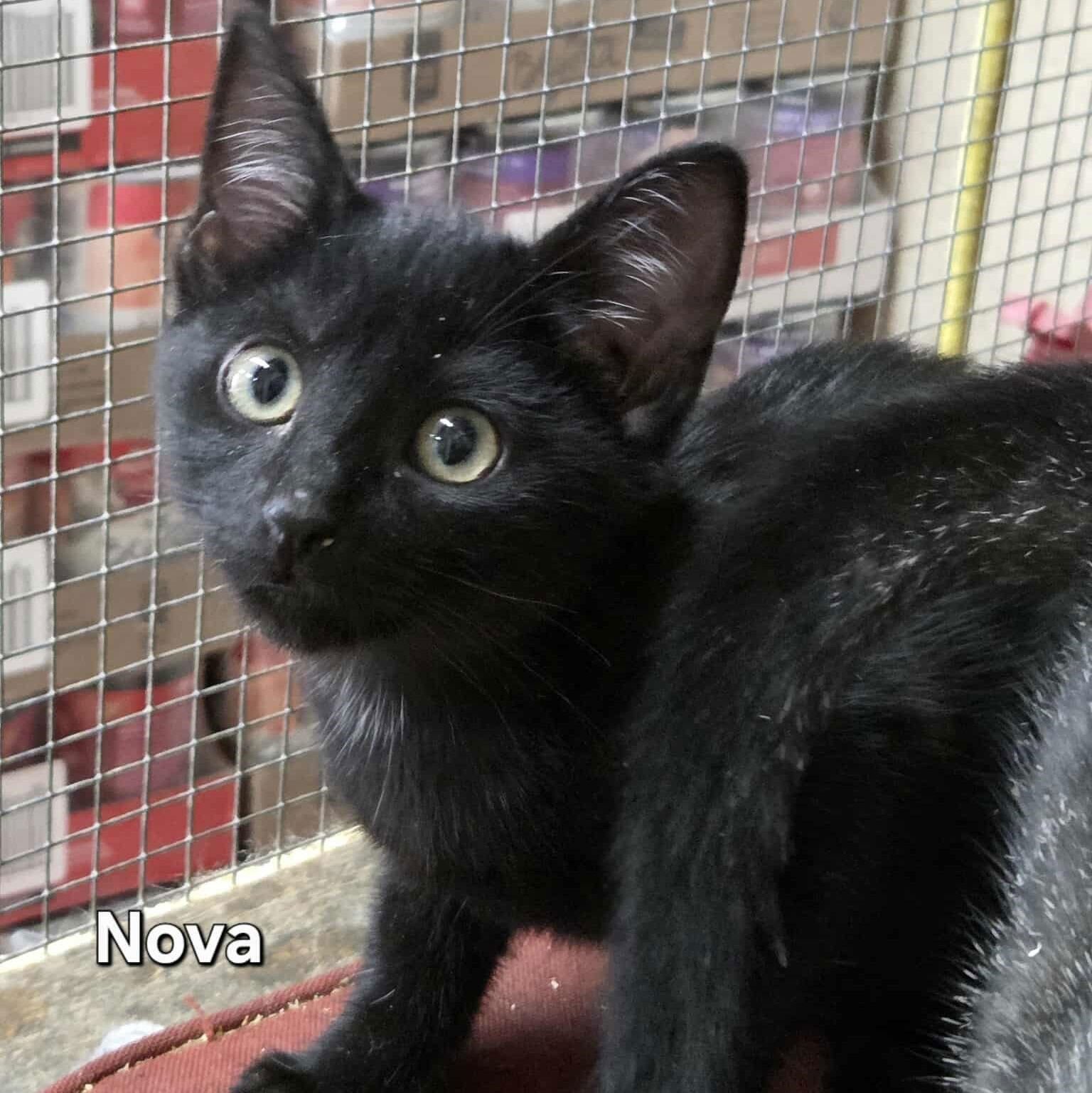 NOVA - Domestic Short Hair available for adoption