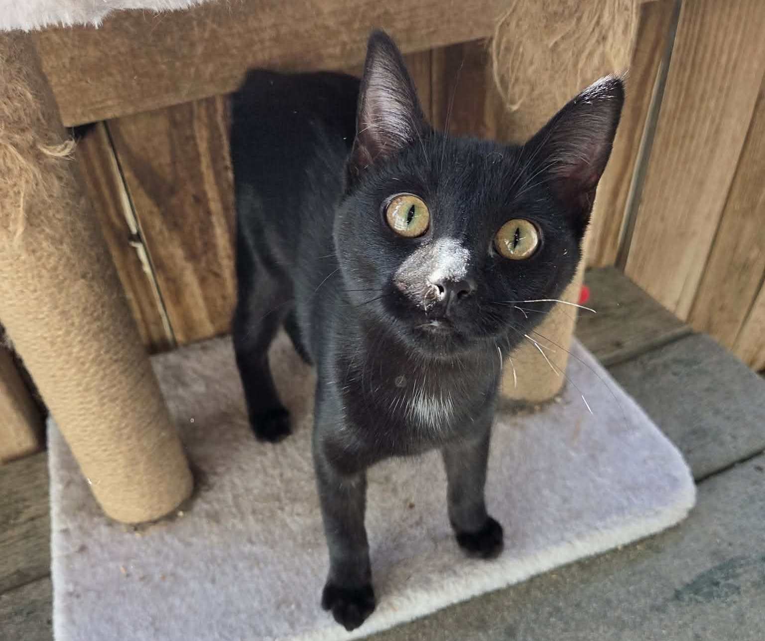 NOVA - Domestic Short Hair available for adoption