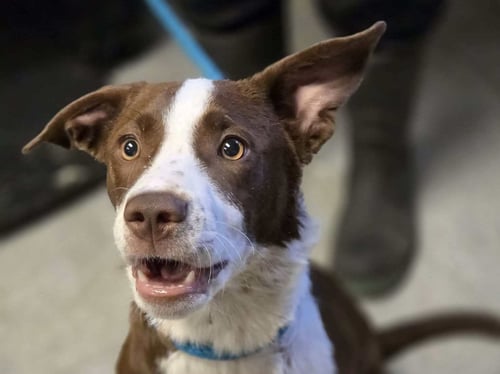 STACY - Border Collie / Labrador Retriever available for adoption