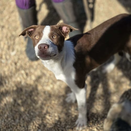 STACY - Border Collie / Labrador Retriever available for adoption