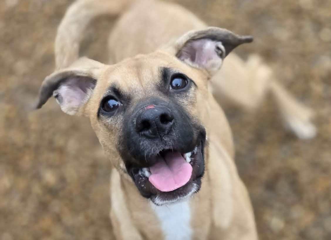 LOLA - Boxer available for adoption