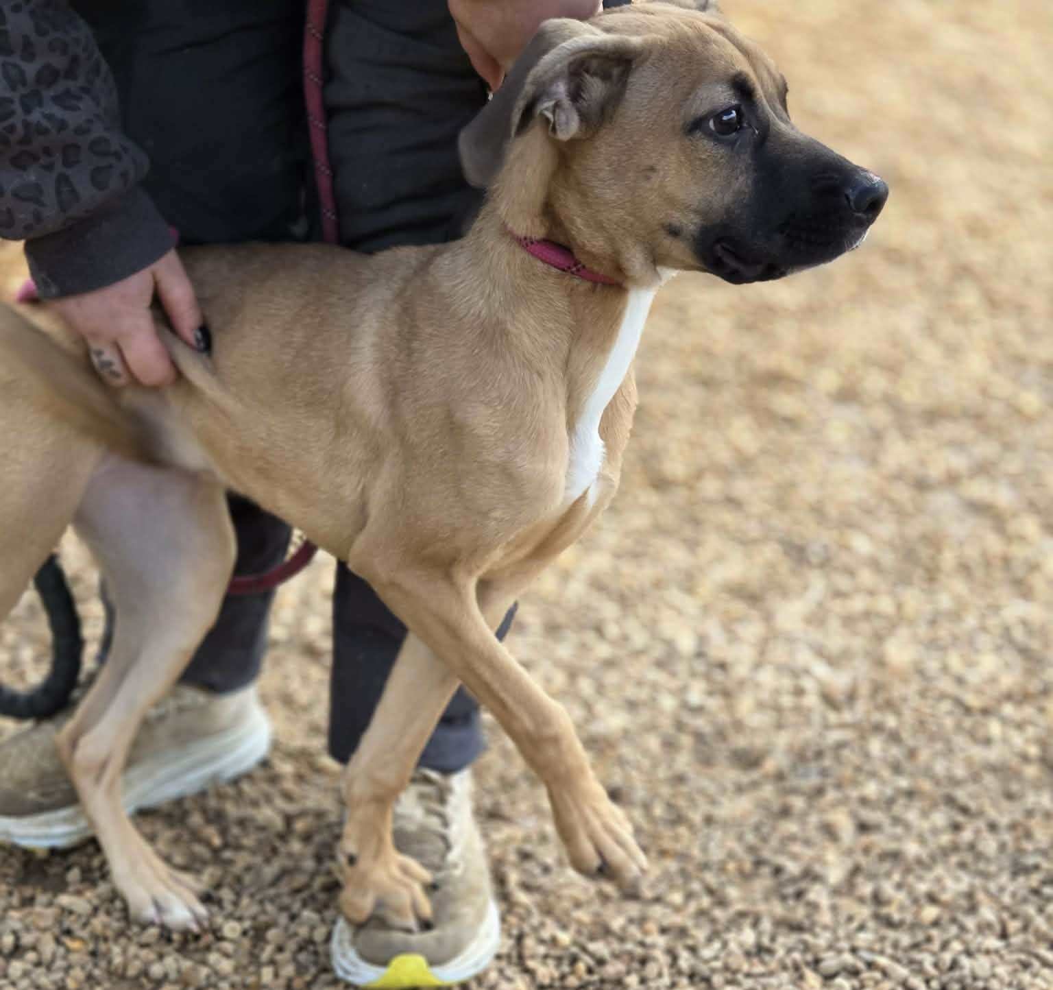 LOLA - Boxer available for adoption