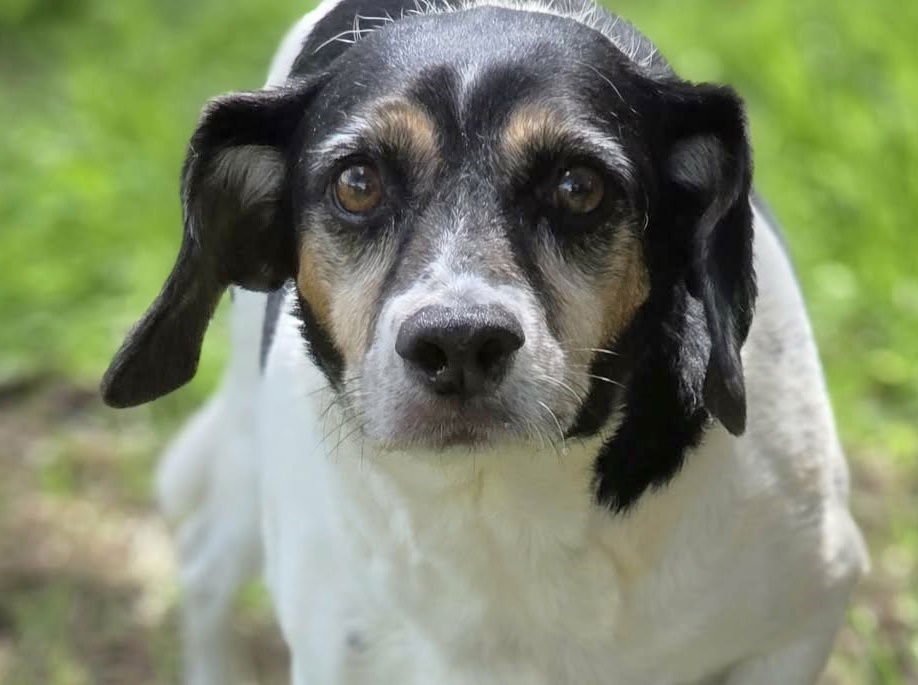 LEVON (& LEROY) - Beagle available for adoption