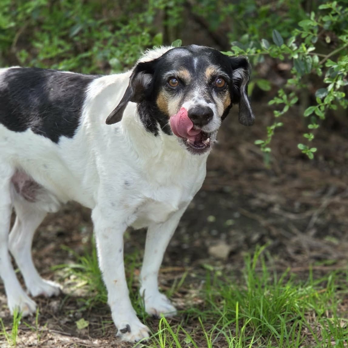LEVON (& LEROY) - Beagle available for adoption