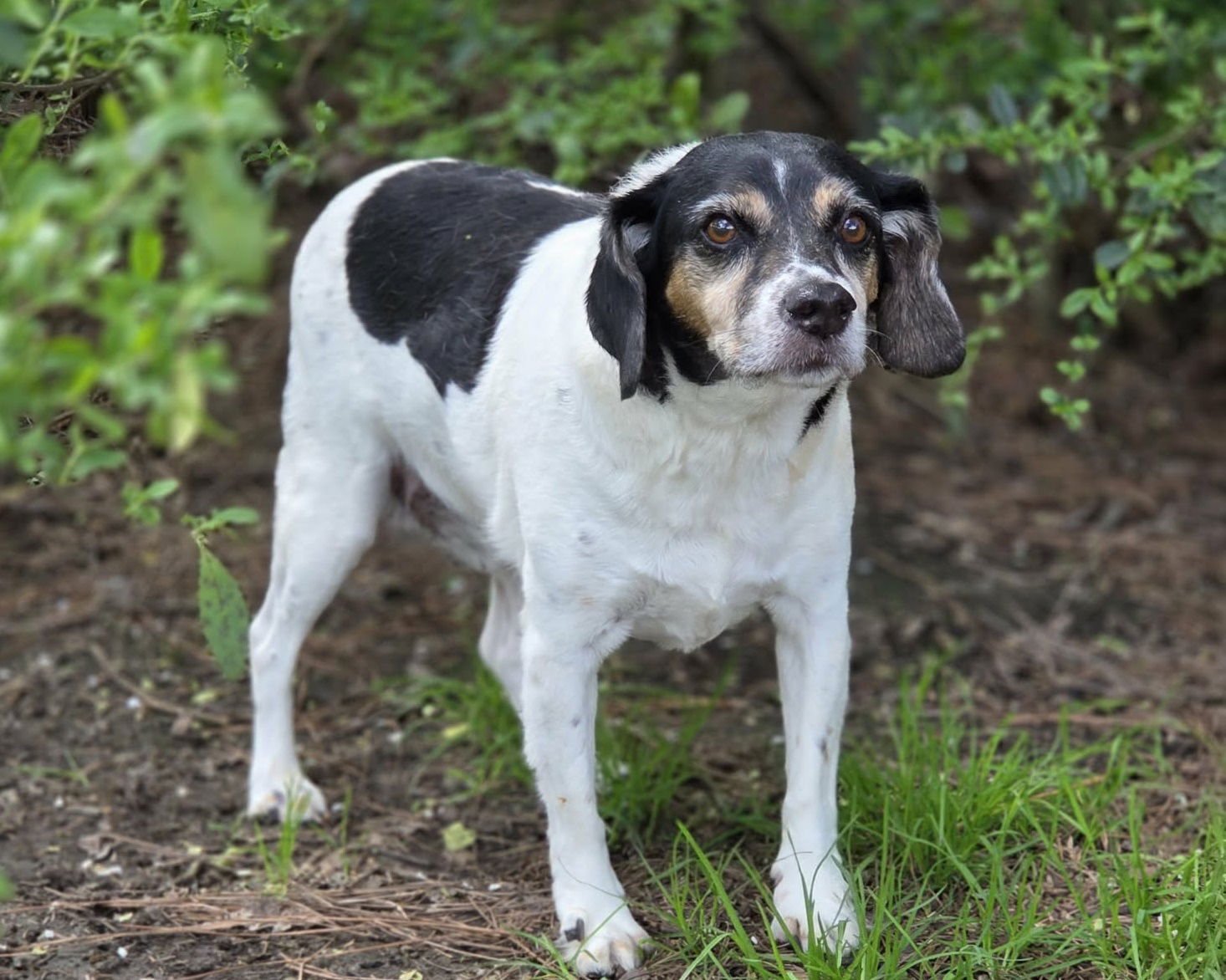 Levon (& Leroy) - Photo 3