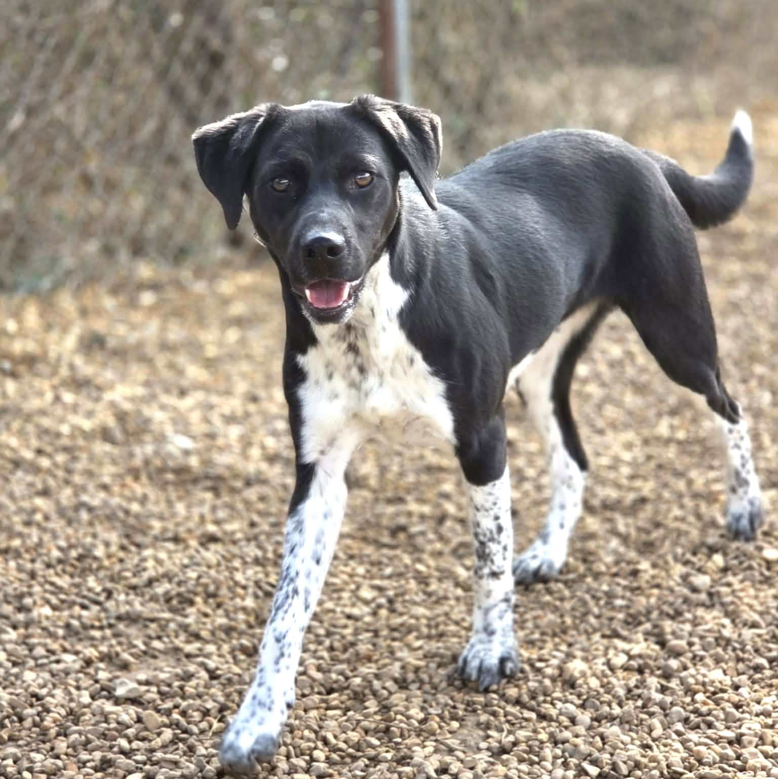 CLYDE - Pointer available for adoption