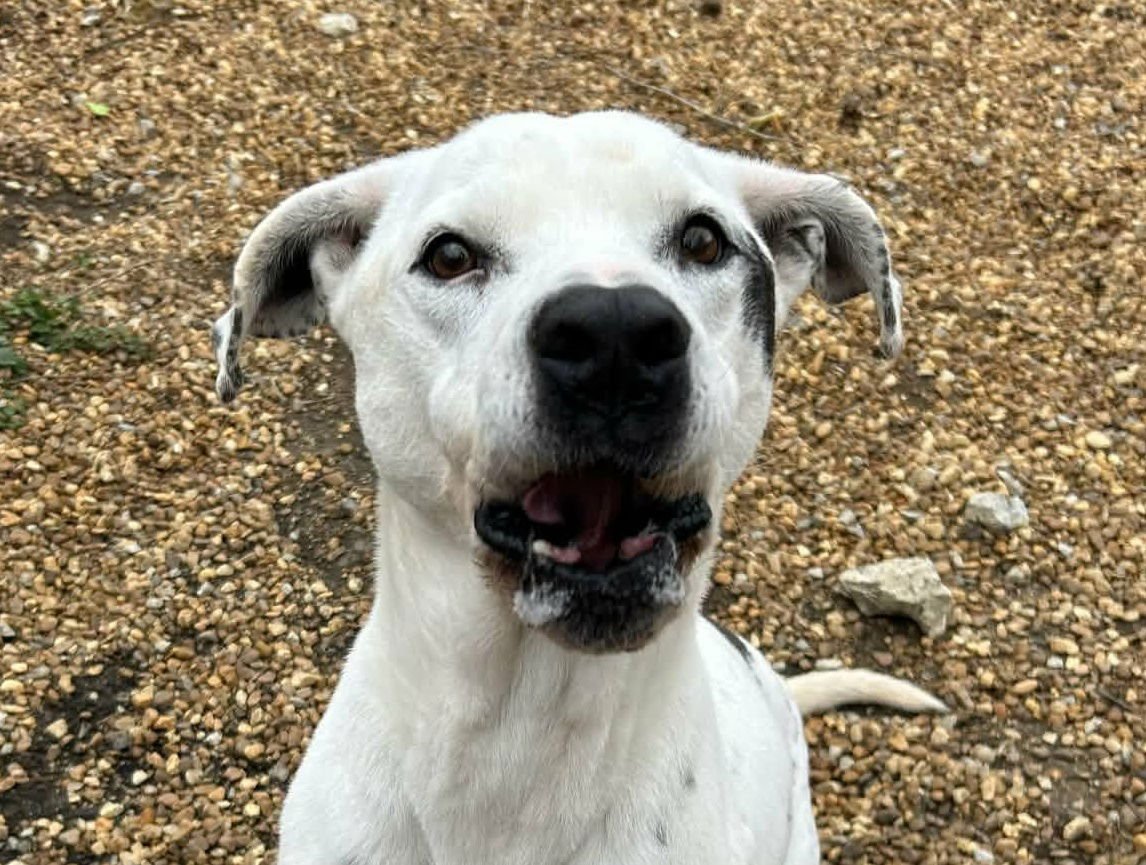 MARLEY - Pointer / American Bulldog available for adoption