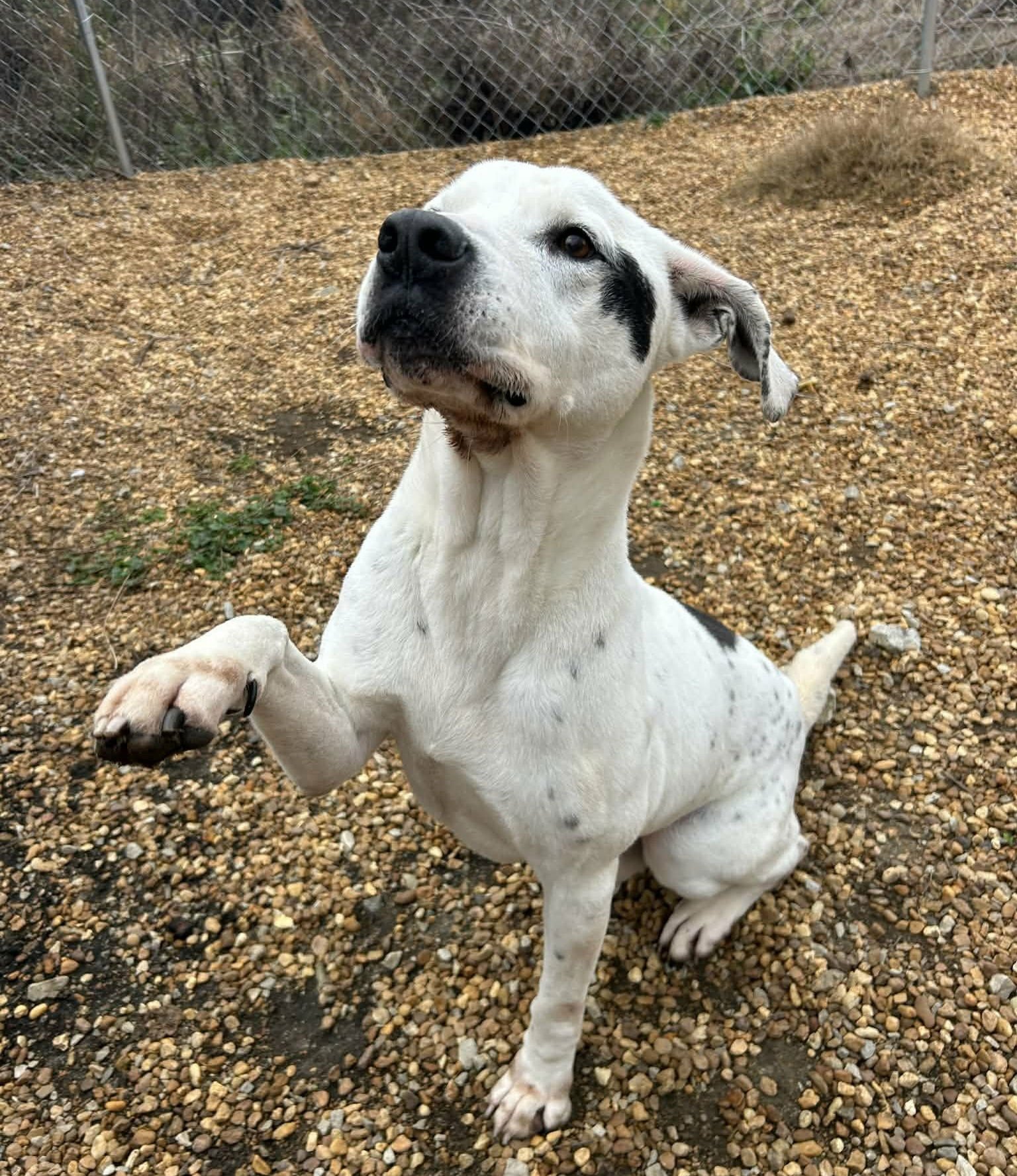 MARLEY - Pointer / American Bulldog available for adoption