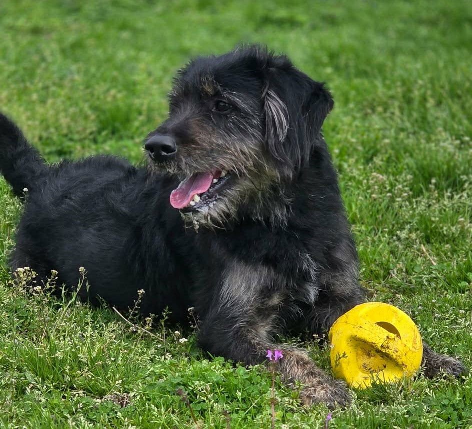 BENTLEY - Schnauzer / Poodle (unknown type) available for adoption