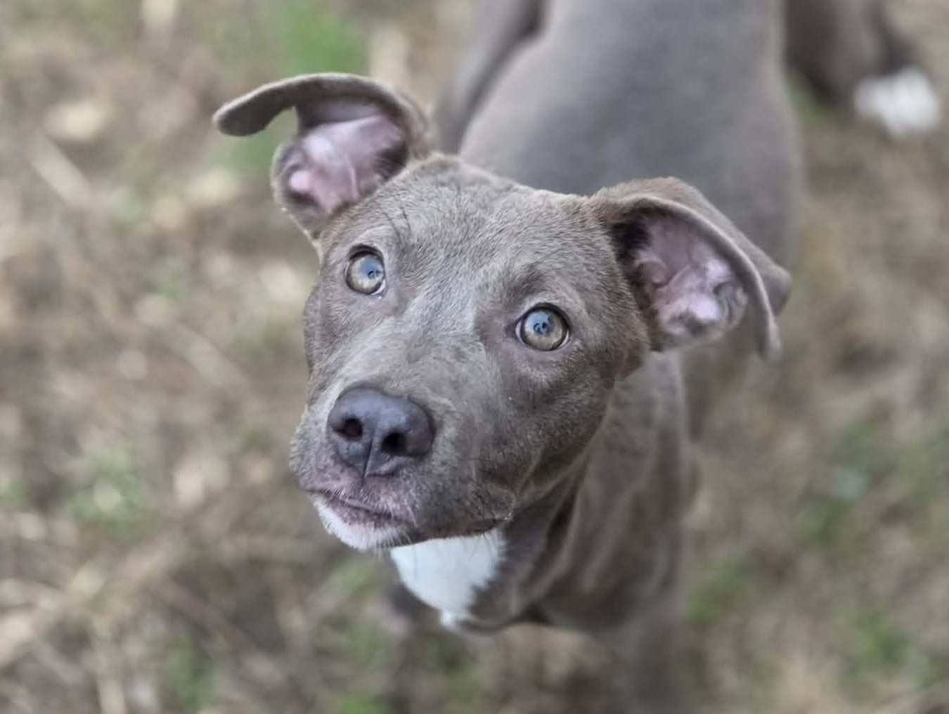 TULA - Blue Lacy available for adoption
