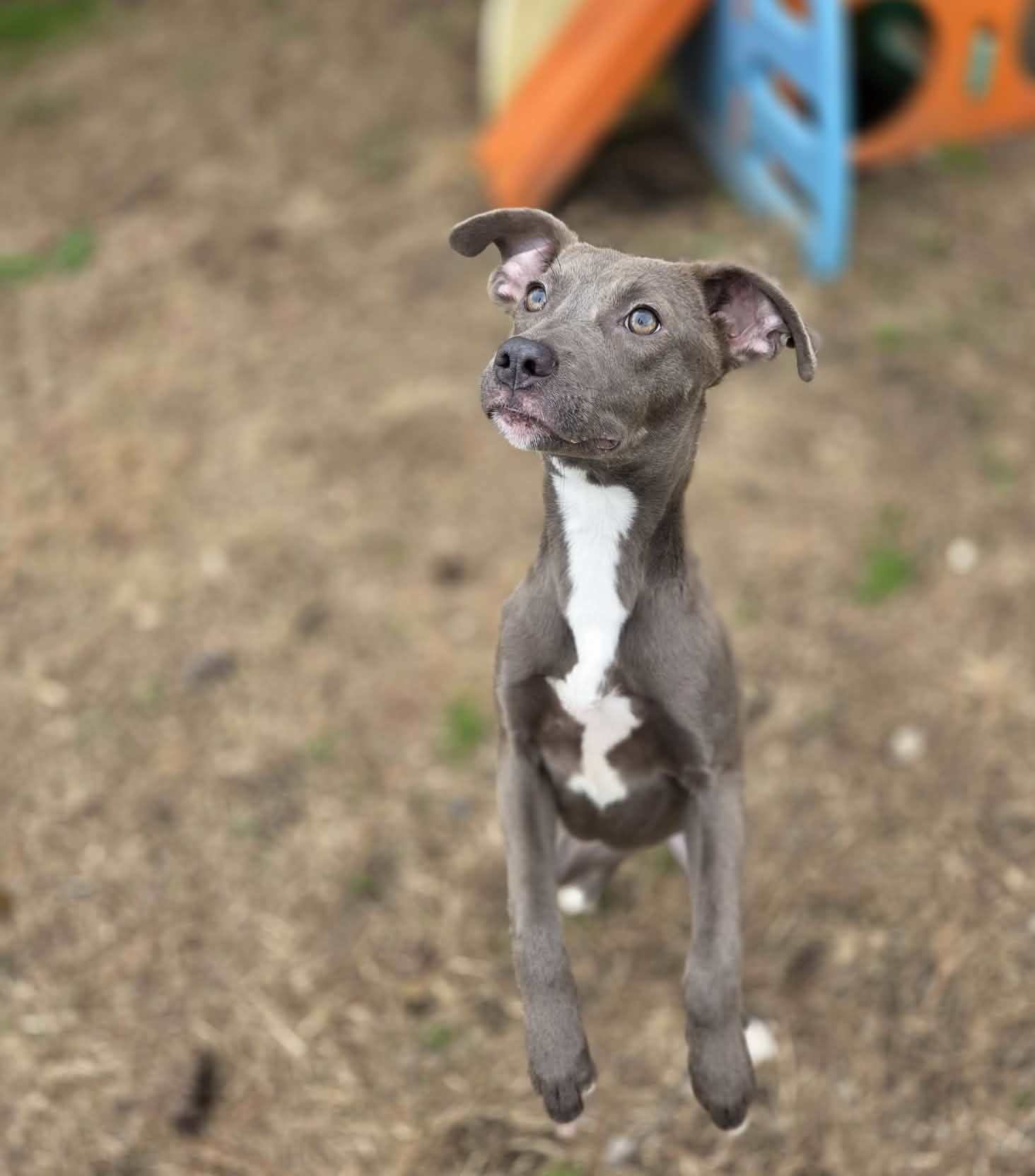 TULA - Blue Lacy available for adoption