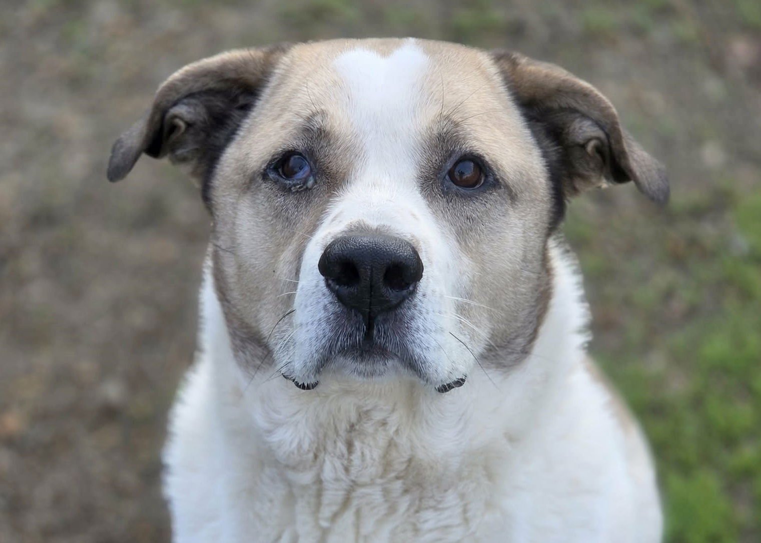 MAX - Anatolian Shepherd / Labrador Retriever available for adoption